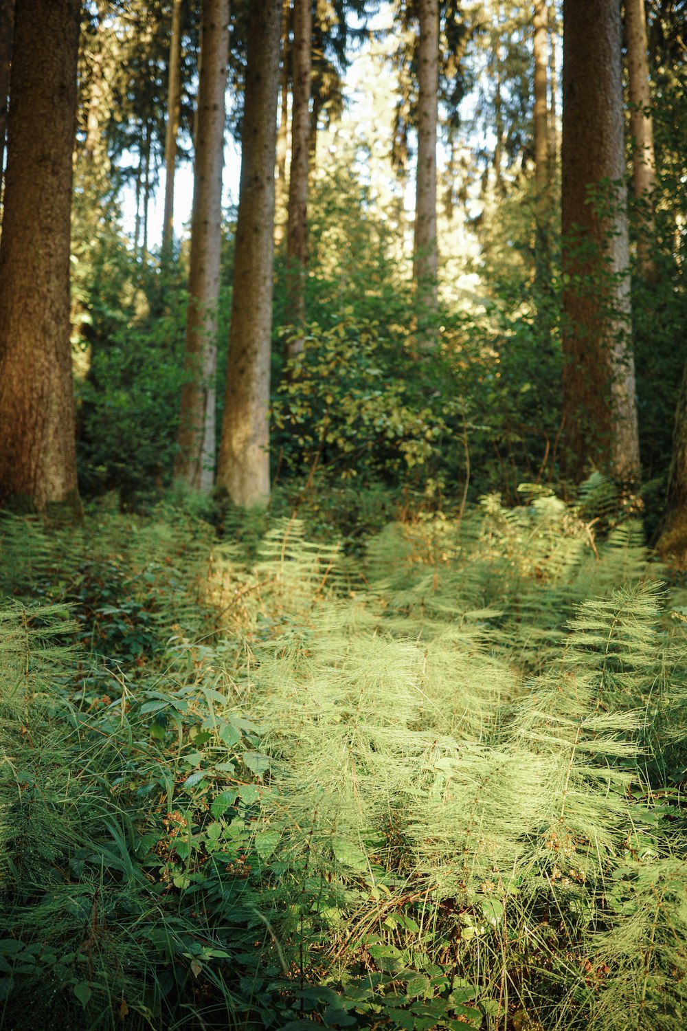 a lush green forest filled with lots of trees