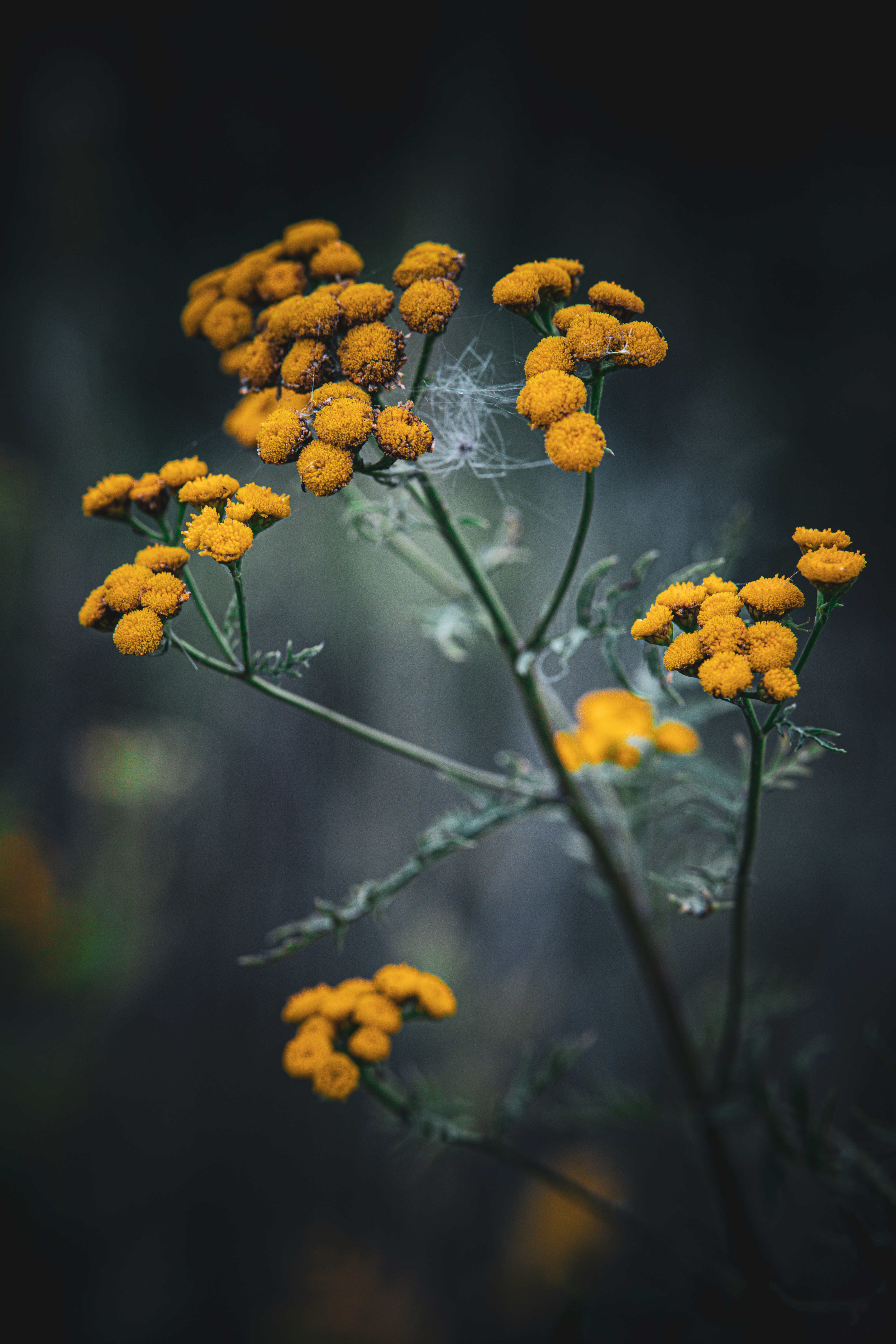 Photo by jacekjaniczak