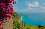 A scenic view of flowers blooming near the seaside.