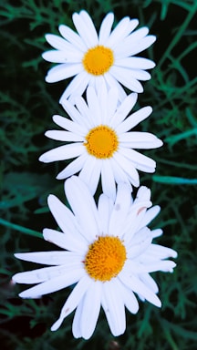 Three white daisies with yellow centers are aligned vertically against a background of green leaves.