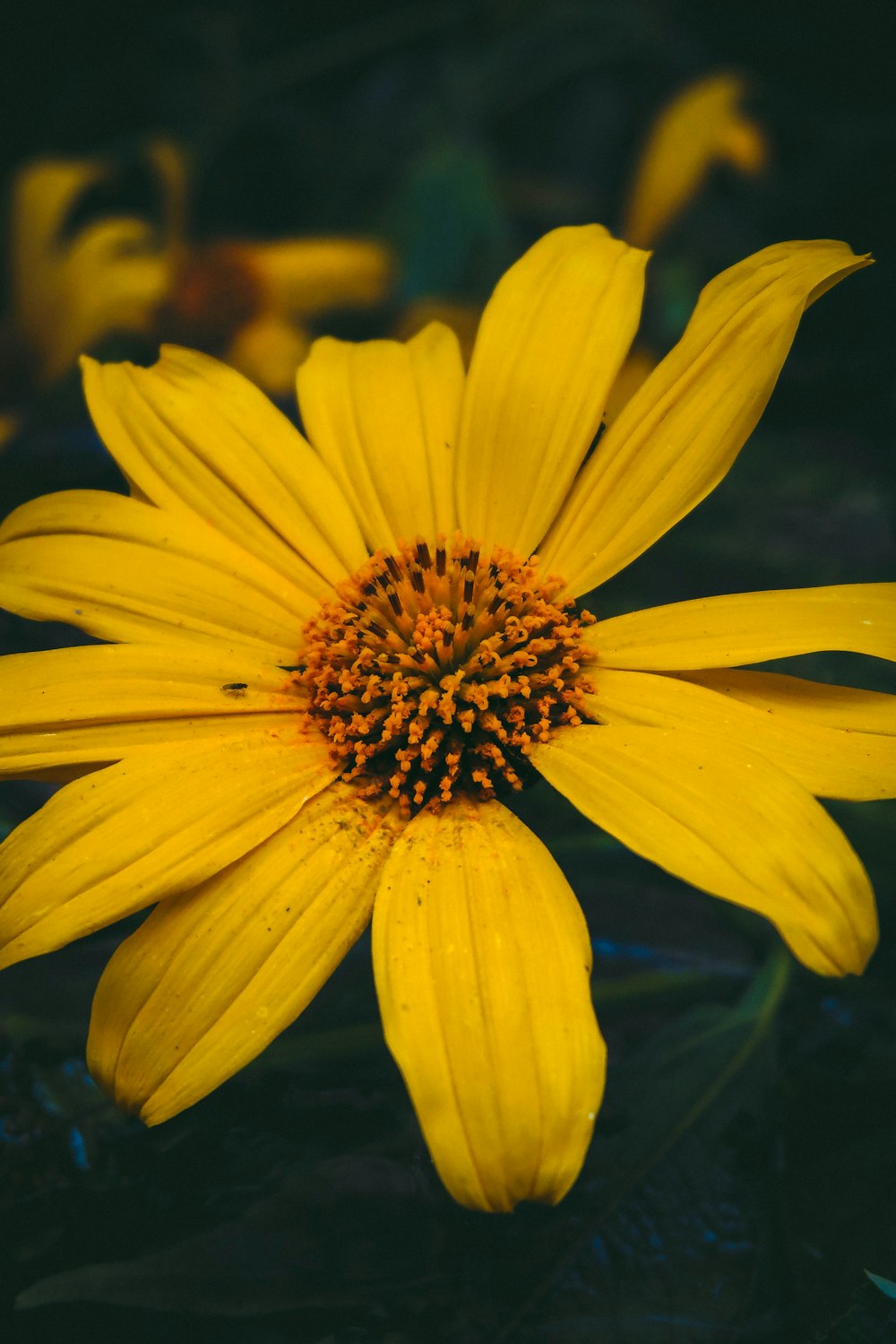 Un primer plano de una flor amarilla con un fondo negro