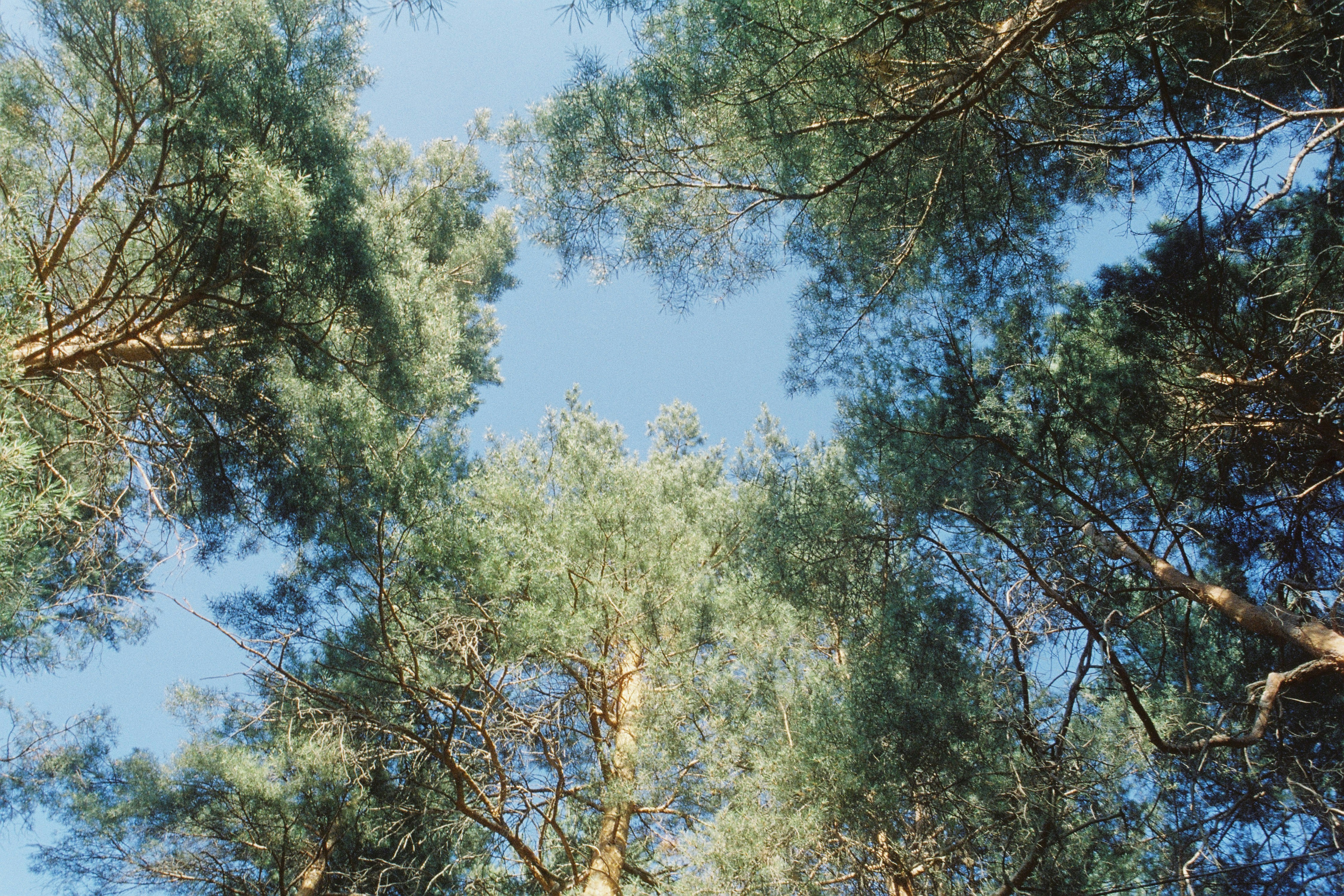 Regarder la cime des arbres dans une forêt