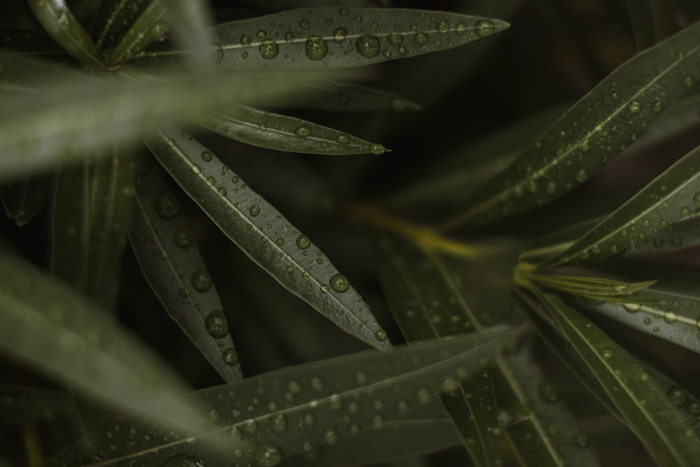 a close up of a plant with water drops