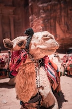 A camel adorned with colorful, patterned textiles and tassels poses in the foreground. Its fur is light brown, and it wears a decorative, vibrant bridle with intricate designs. In the background, a sandy, rocky setting suggests a desert environment.