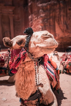 A camel adorned with colorful, patterned textiles and tassels poses in the foreground. Its fur is light brown, and it wears a decorative, vibrant bridle with intricate designs. In the background, a sandy, rocky setting suggests a desert environment.
