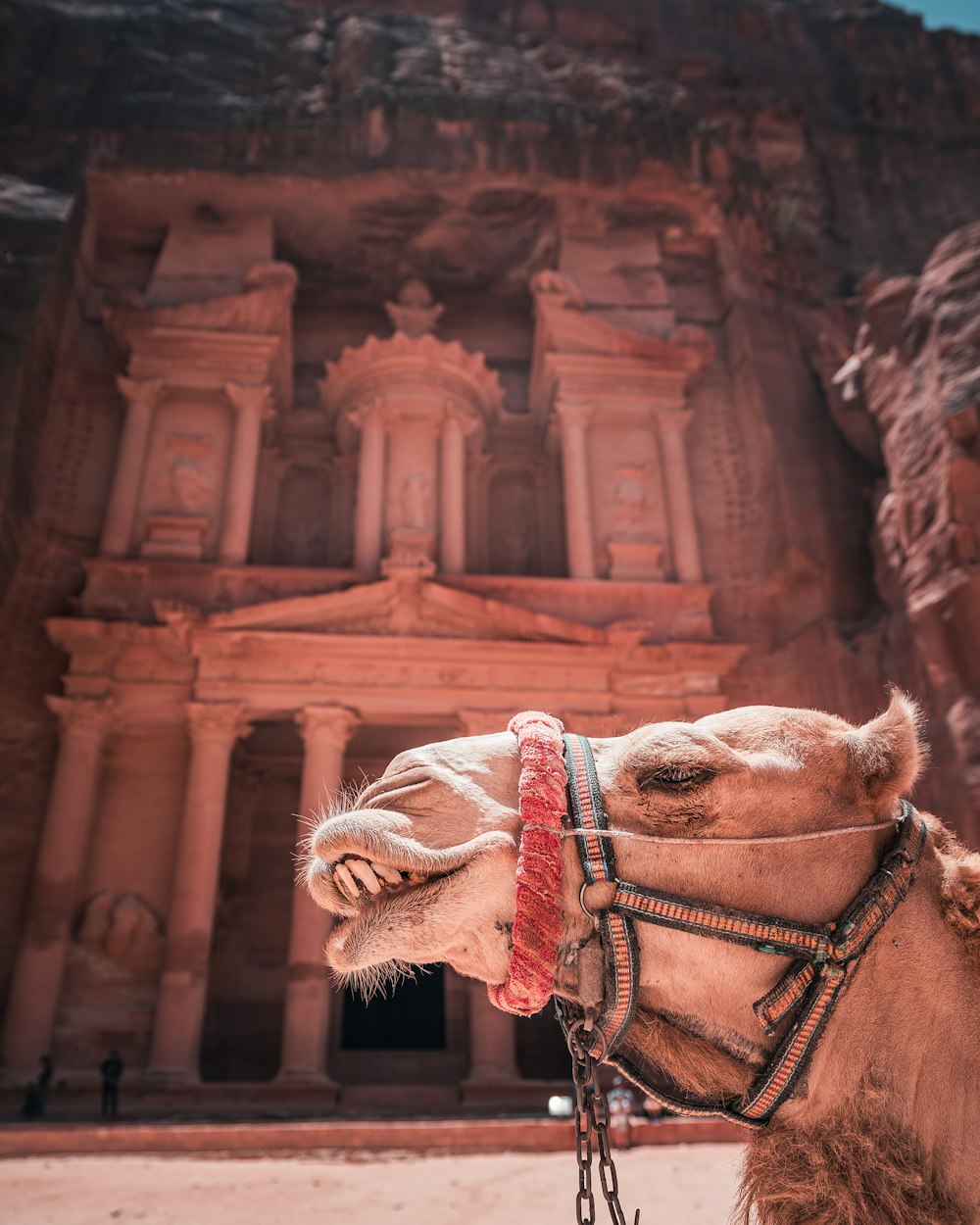 a camel with a saddle in front of a building