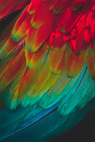 Close-up of vibrant gamefowl feathers glistening under natural light.