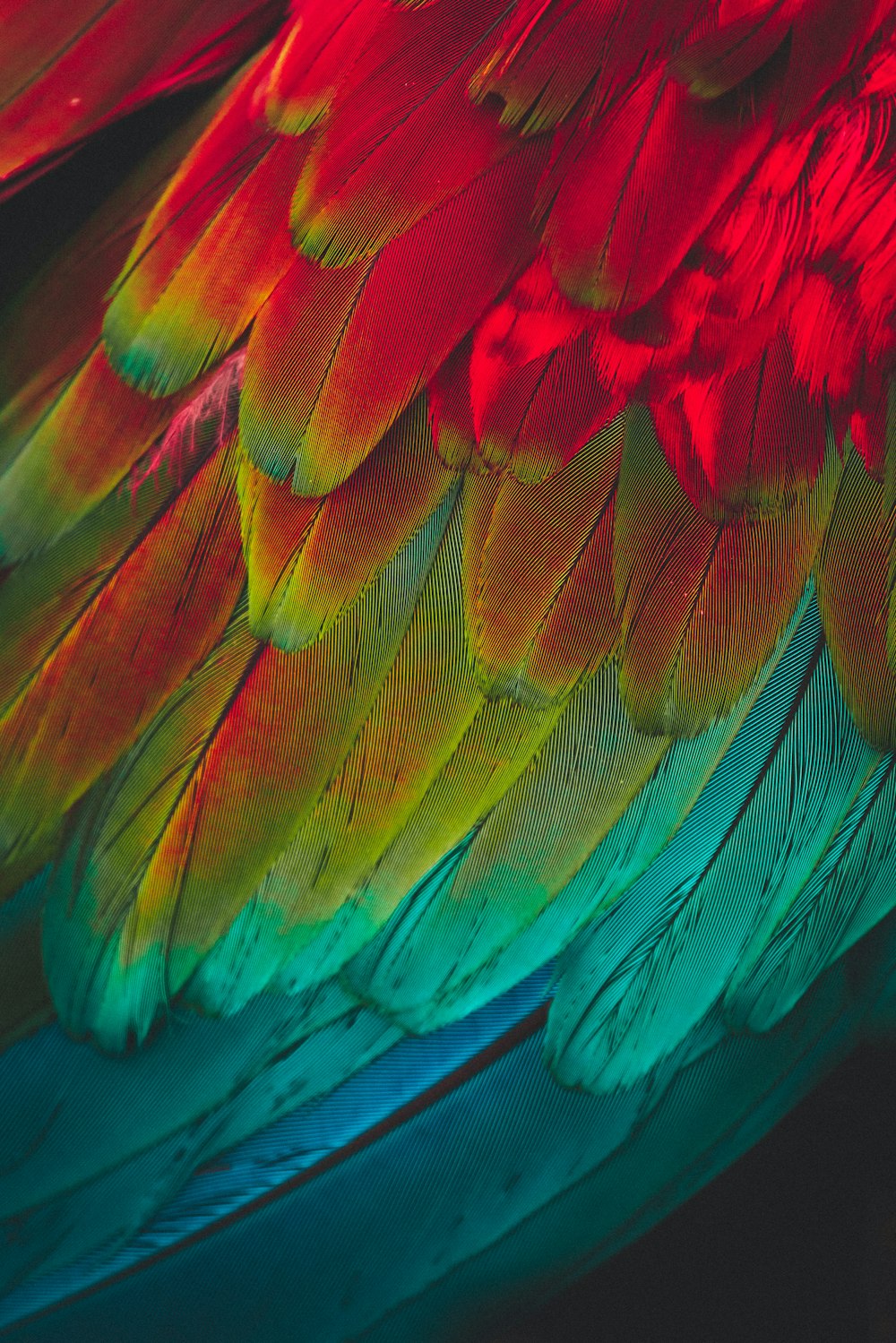 a close up of a colorful bird's feathers