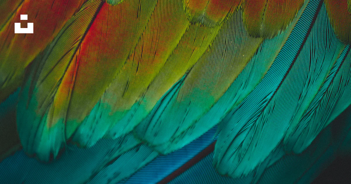 Natural Pattern Feathers A close up of a colorful bird's feathers photo – Free Pattern Image on ...