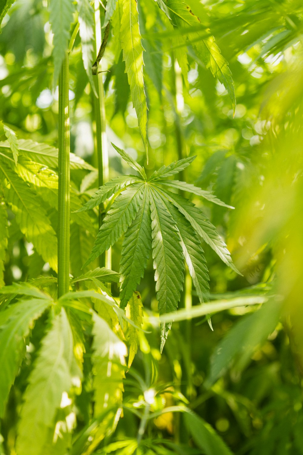 a close up of a green leafy plant