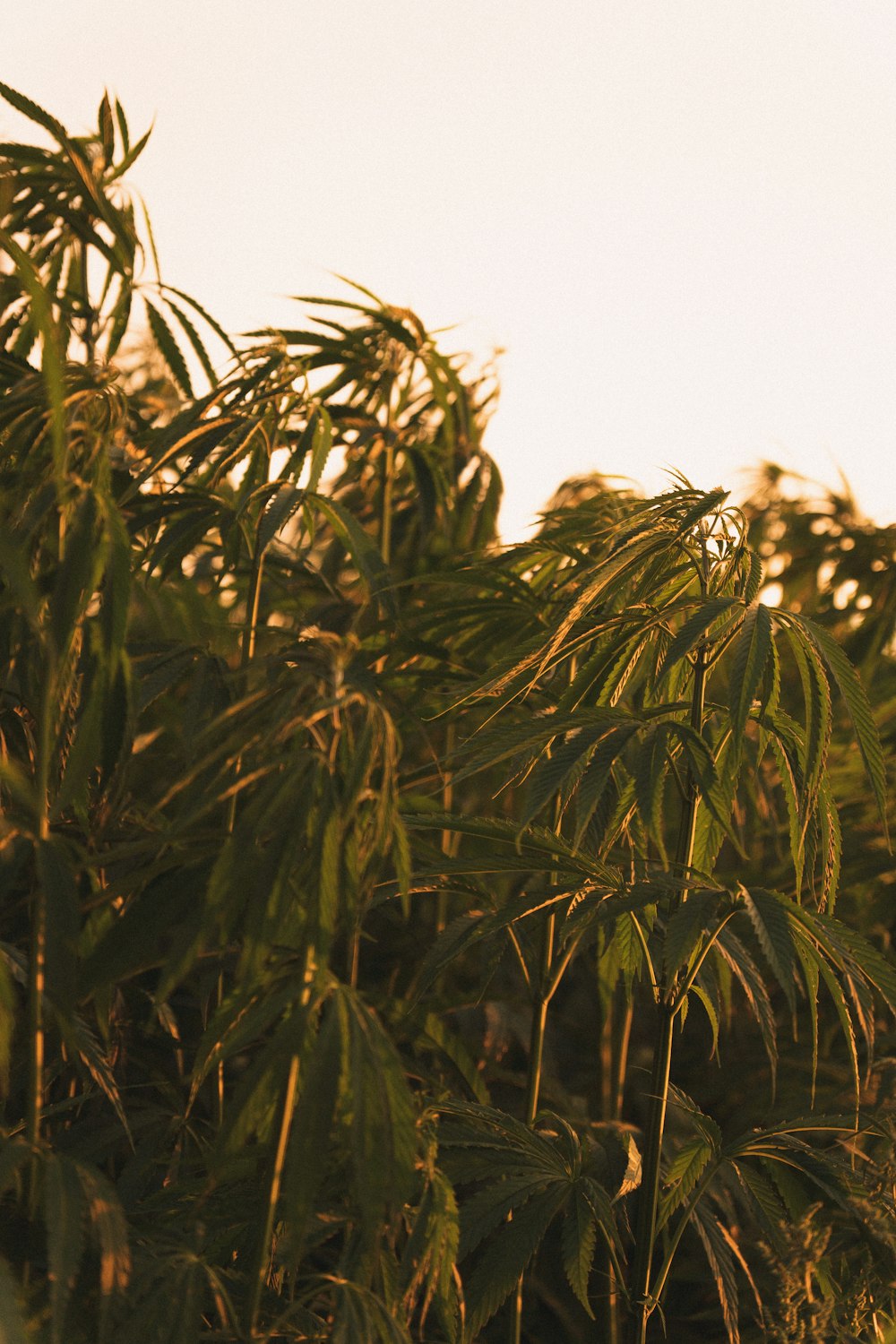 a bird is perched on a tree branch