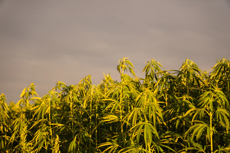 Industrial hemp plants growing tall in golden afternoon light