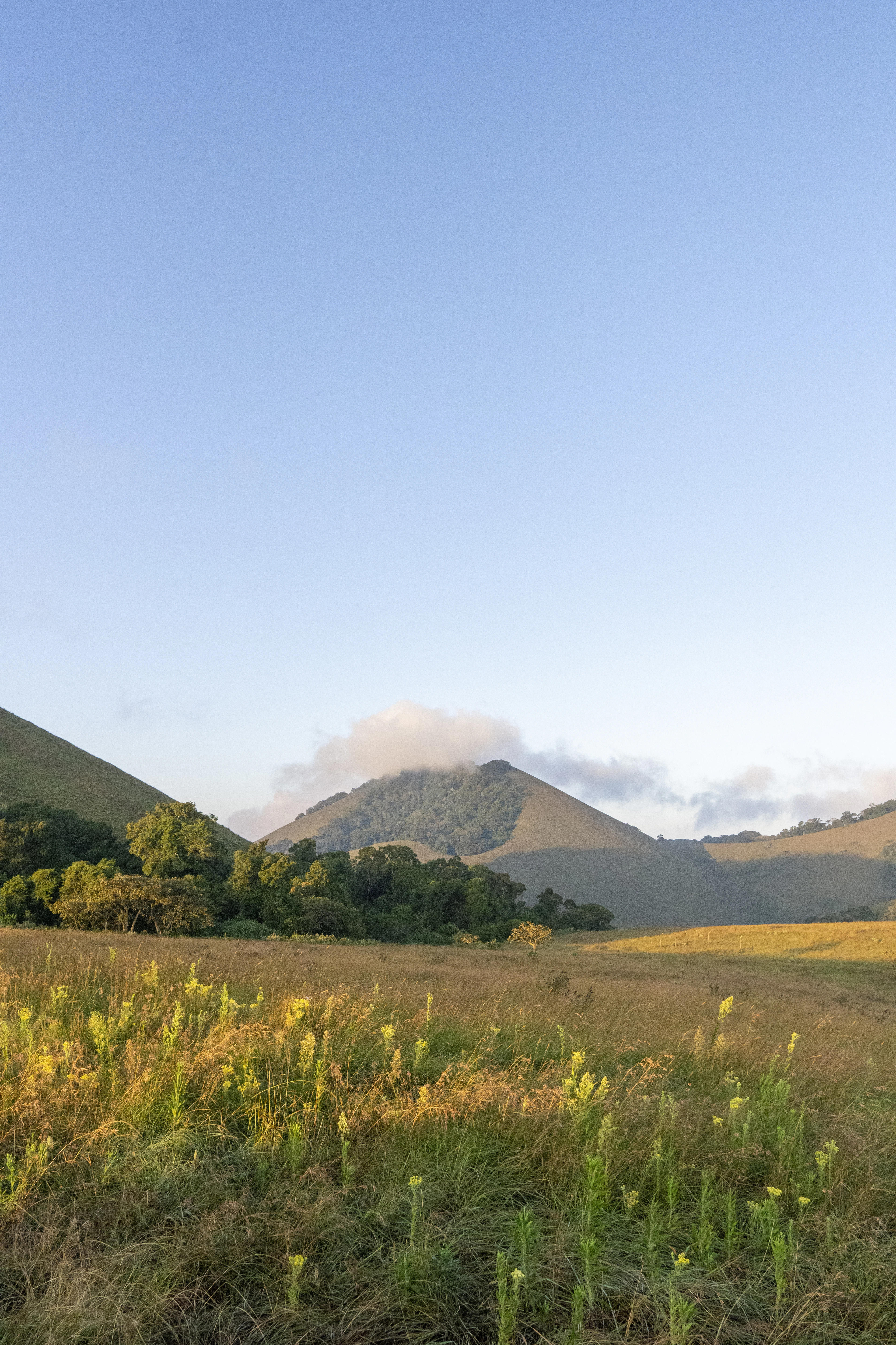 Rolling green hills of a coastal forest reserve