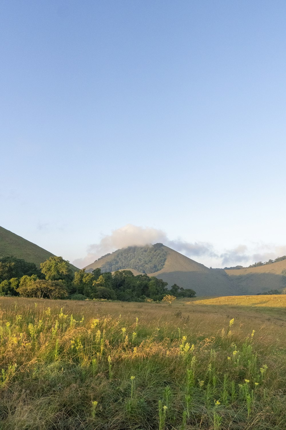 a grassy field with mountains in the background