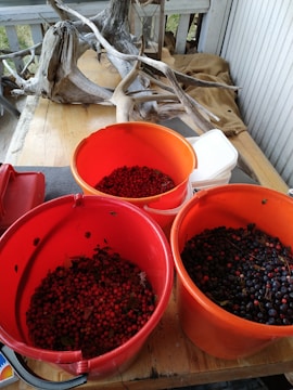 Three large, red buckets filled with red and dark-colored berries are placed on a wooden surface. In the background, there are pieces of driftwood and a burlap sack.