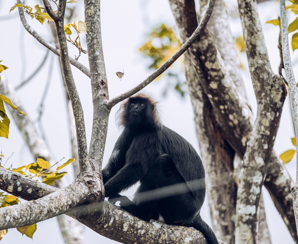 a monkey sitting on a tree branch in a tree