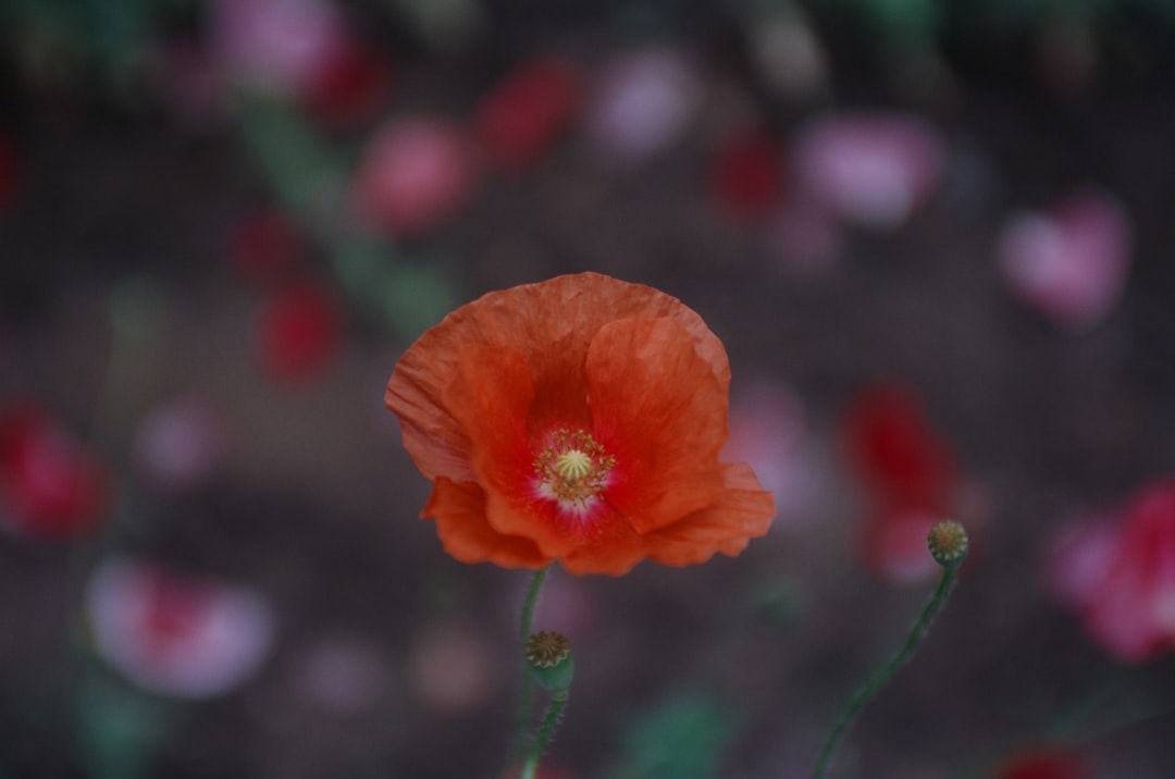 a single red flower with a green stem,