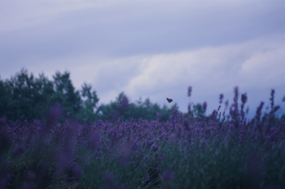 a bird flying over a field of purple flowers
