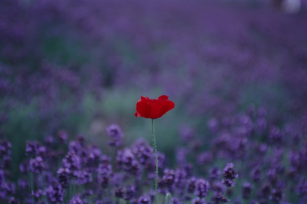a single red flower in a field of purple flowers