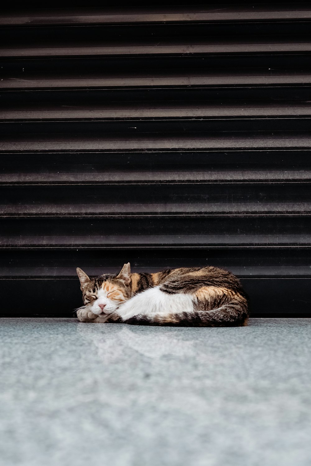 建物の隣の地面に横たわる猫