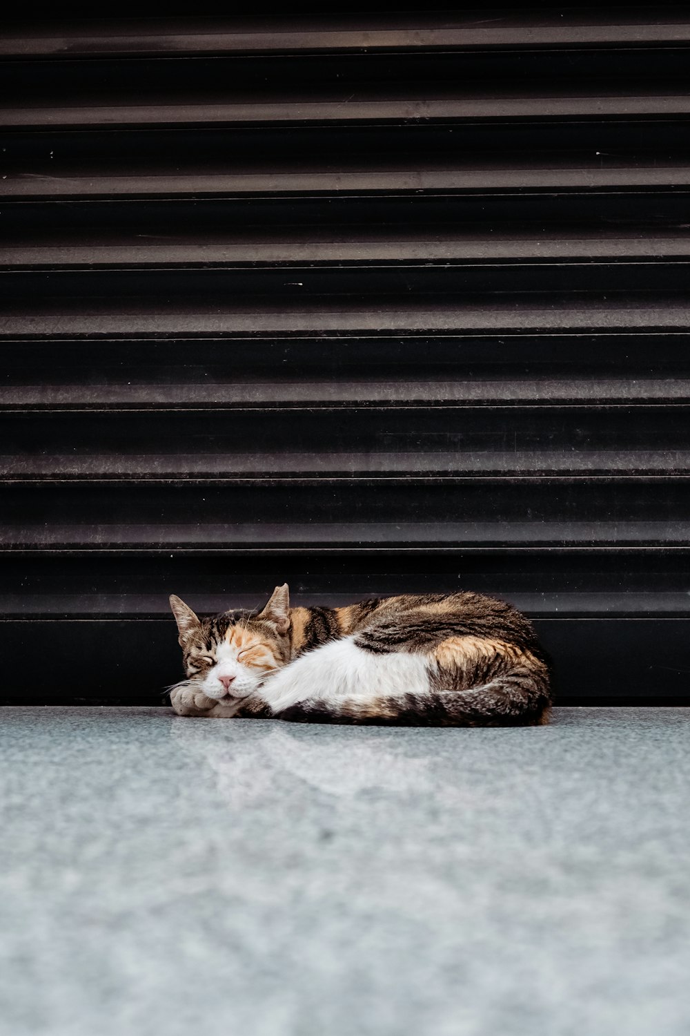 a cat laying on the ground next to a building