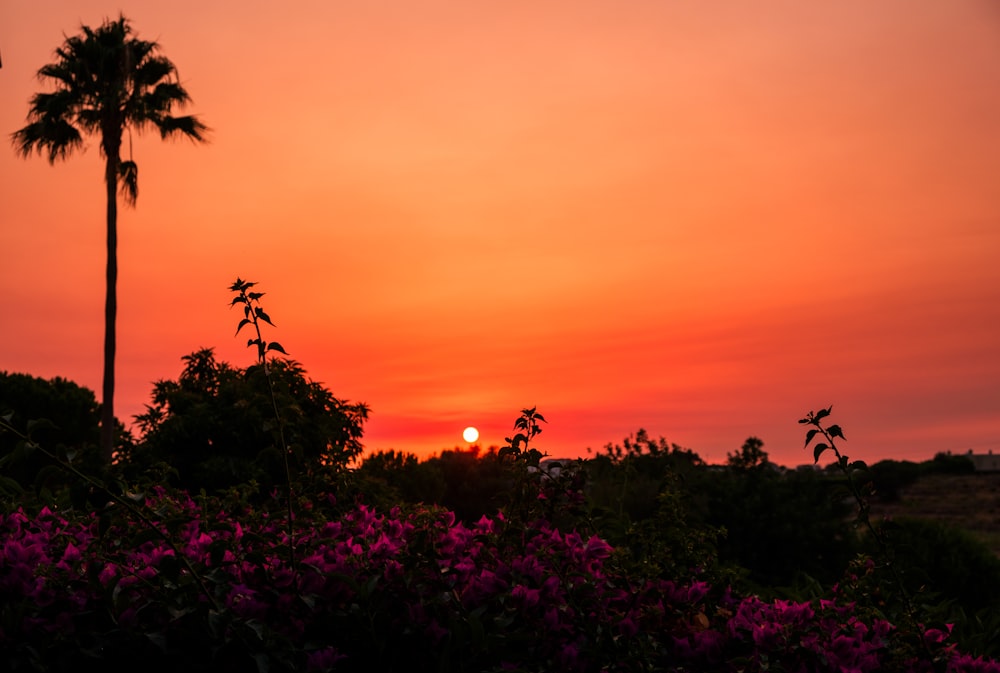 the sun is setting behind a palm tree