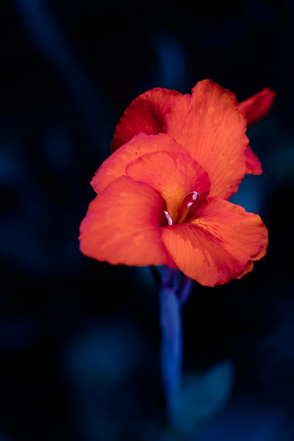 a bright orange flower with a blue background