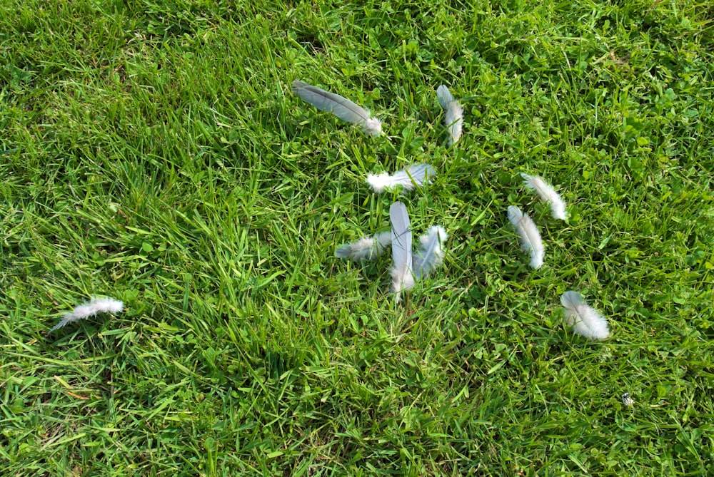 a bunch of feathers that are laying in the grass