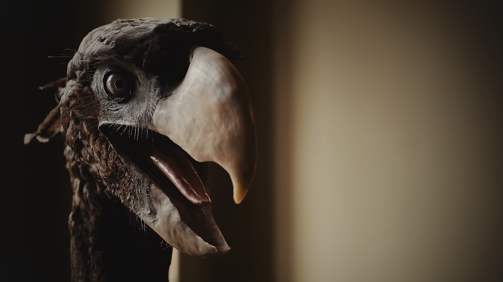 a close up of a bird with its mouth open