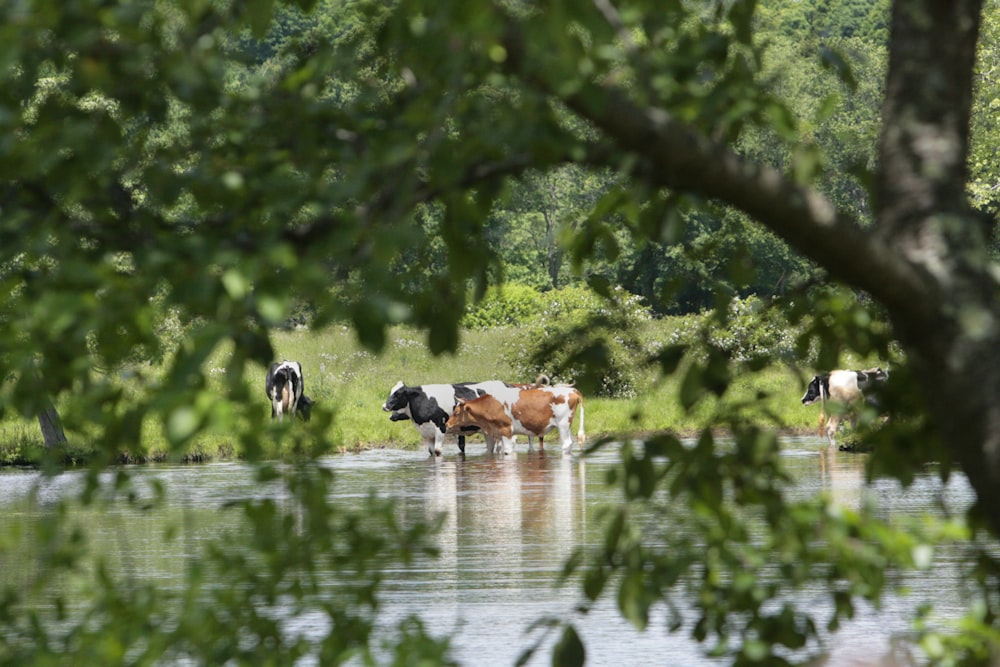 a herd of cattle standing on top of a river