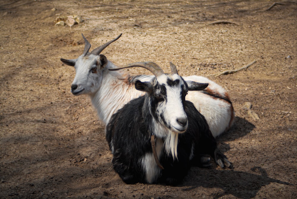 a couple of goats laying on top of a dirt field