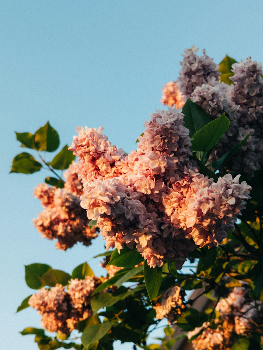 a tree with pink flowers and green leaves