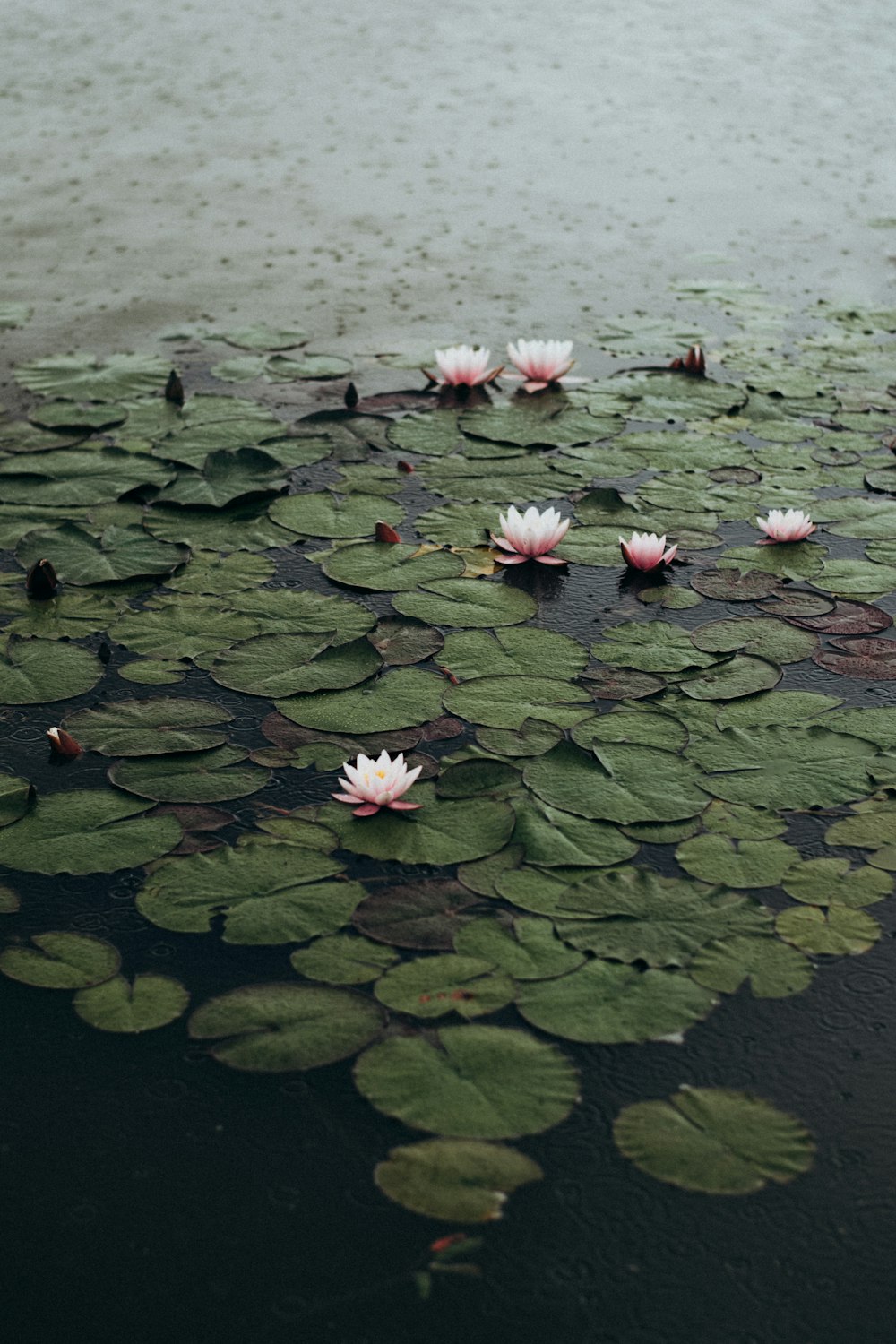 a group of water lilies floating on top of a lake