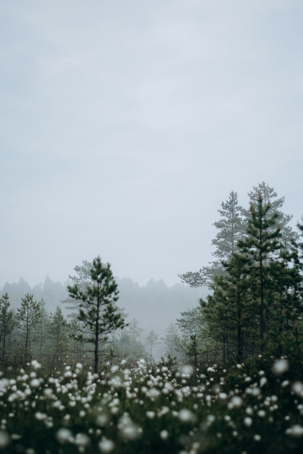 a foggy day in the woods with white flowers