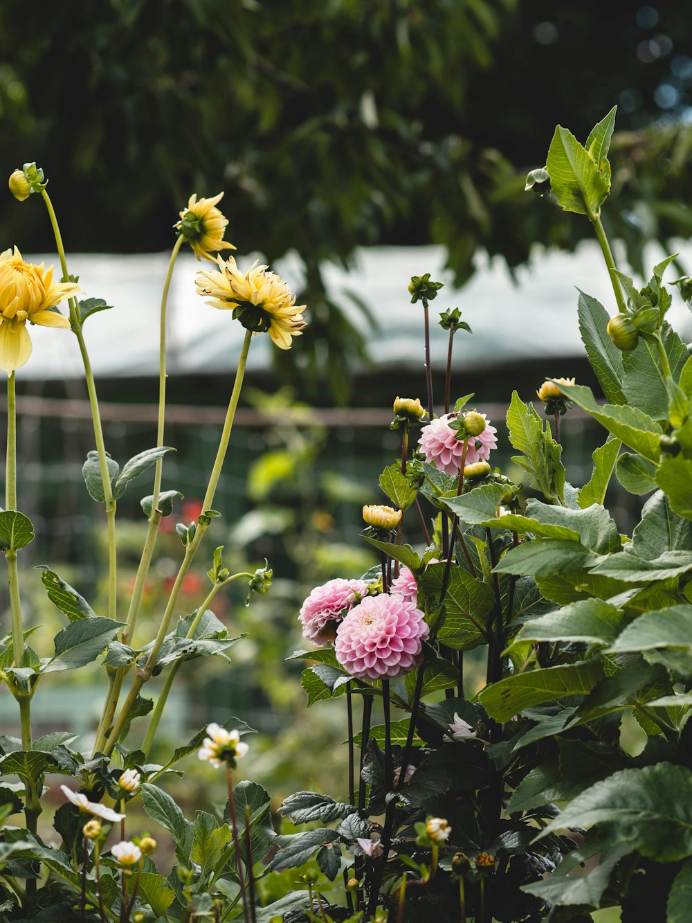 un mazzo di fiori che sono nell'erba