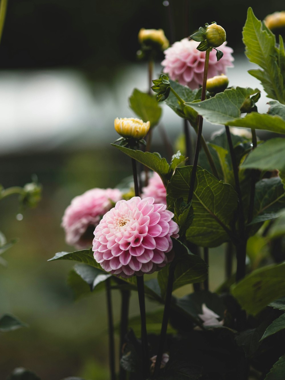 a group of pink flowers with green leaves