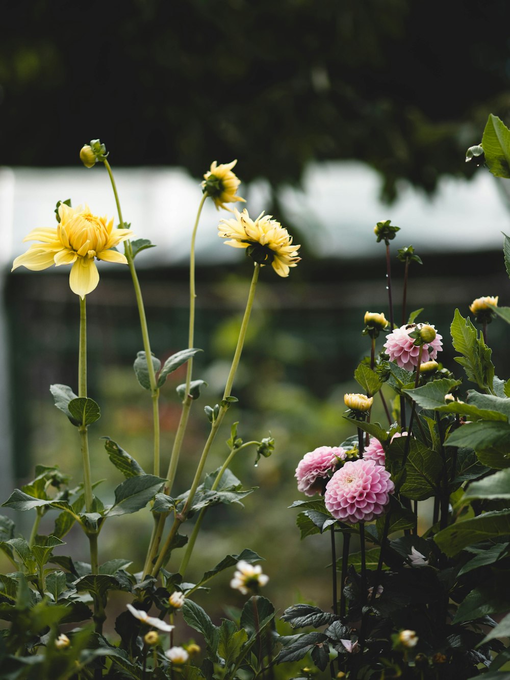 a bunch of flowers that are in the grass