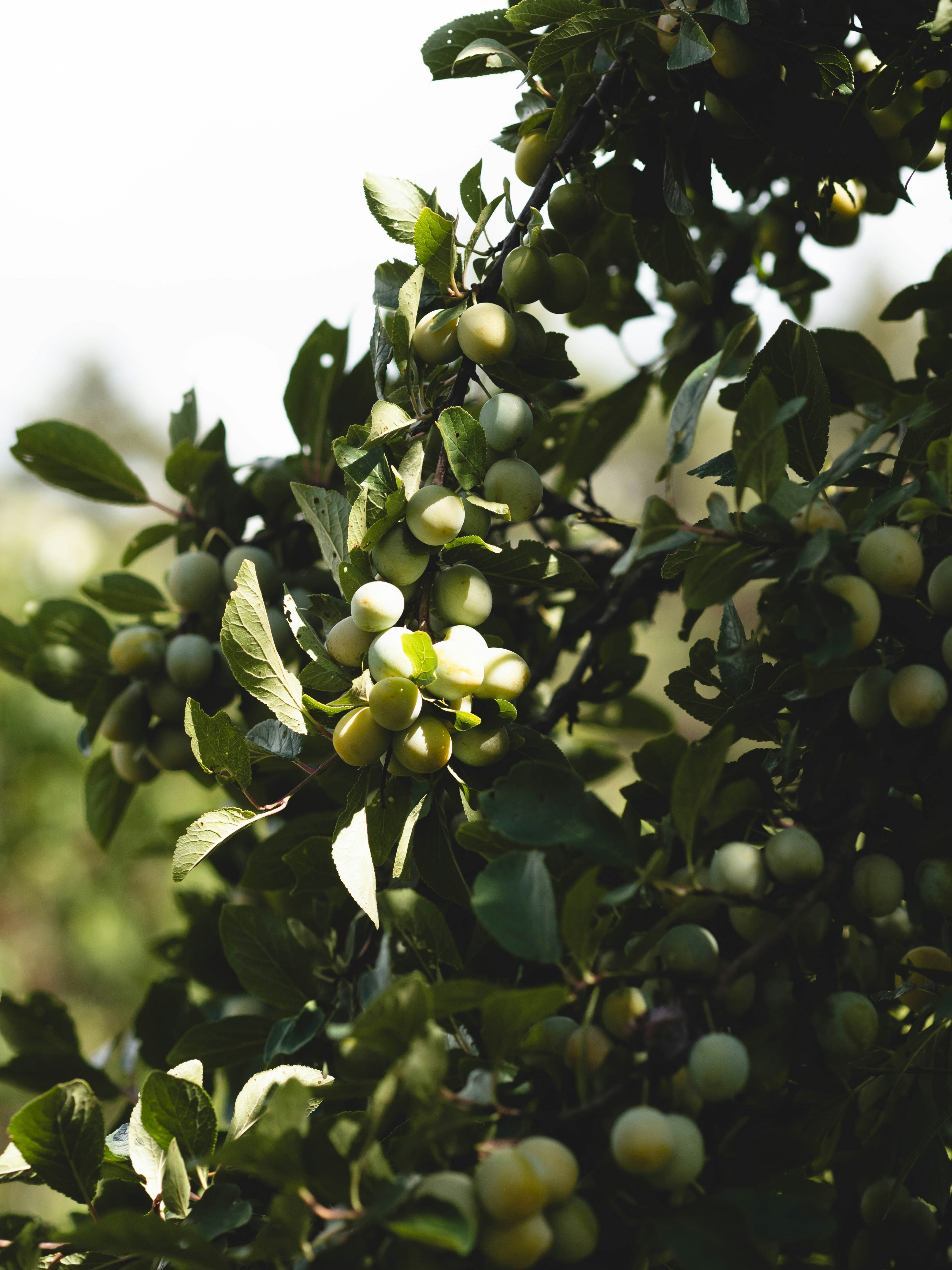 Photo by eileen_kummer