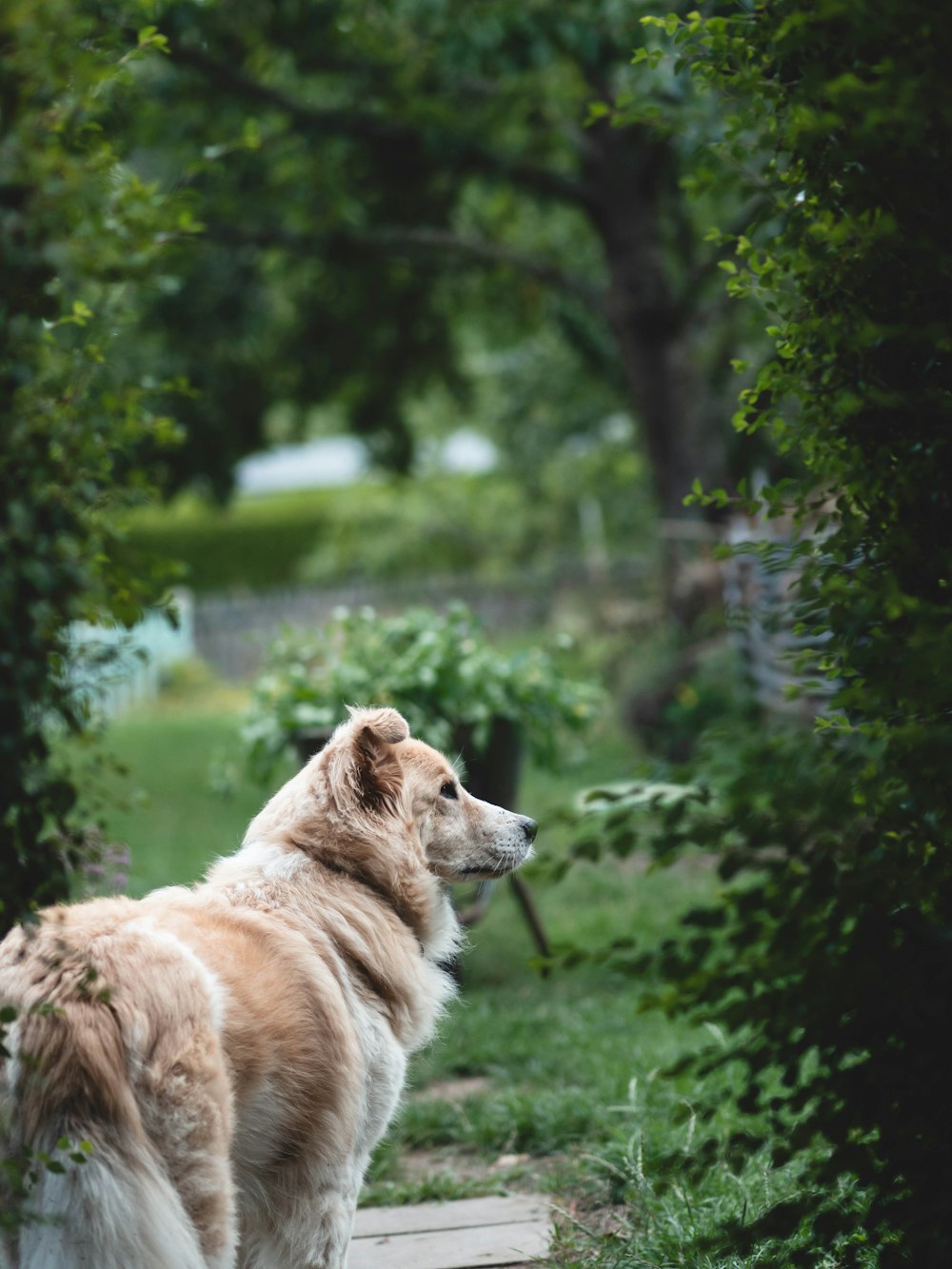 a brown and white dog standing on top of a sidewalk