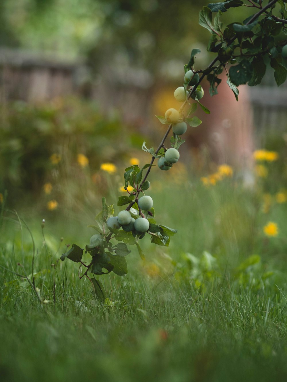 a tree branch with fruit hanging from it