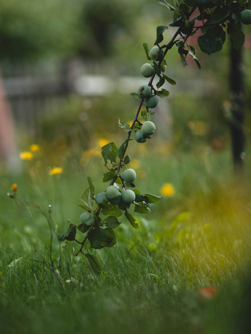 a tree branch with green fruit hanging from it