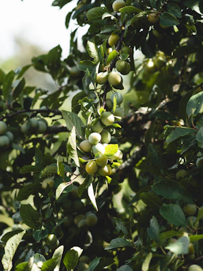 Sunlit orchard with ripe kokan fruits hanging from lush green branches.