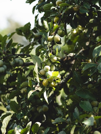 Green leaves and clusters of small, round fruits hang from tree branches. The foliage creates a lush and dense canopy, with dappled sunlight casting gentle shadows. The scene suggests a natural, serene orchard environment.