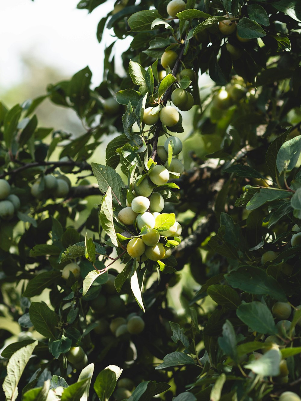 a tree filled with lots of green fruit