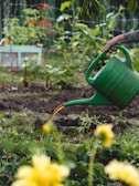 A garden scene featuring a hand holding a green watering can, pouring water onto plants. The background includes various green plants with a few hints of red flowers and a wire fence.