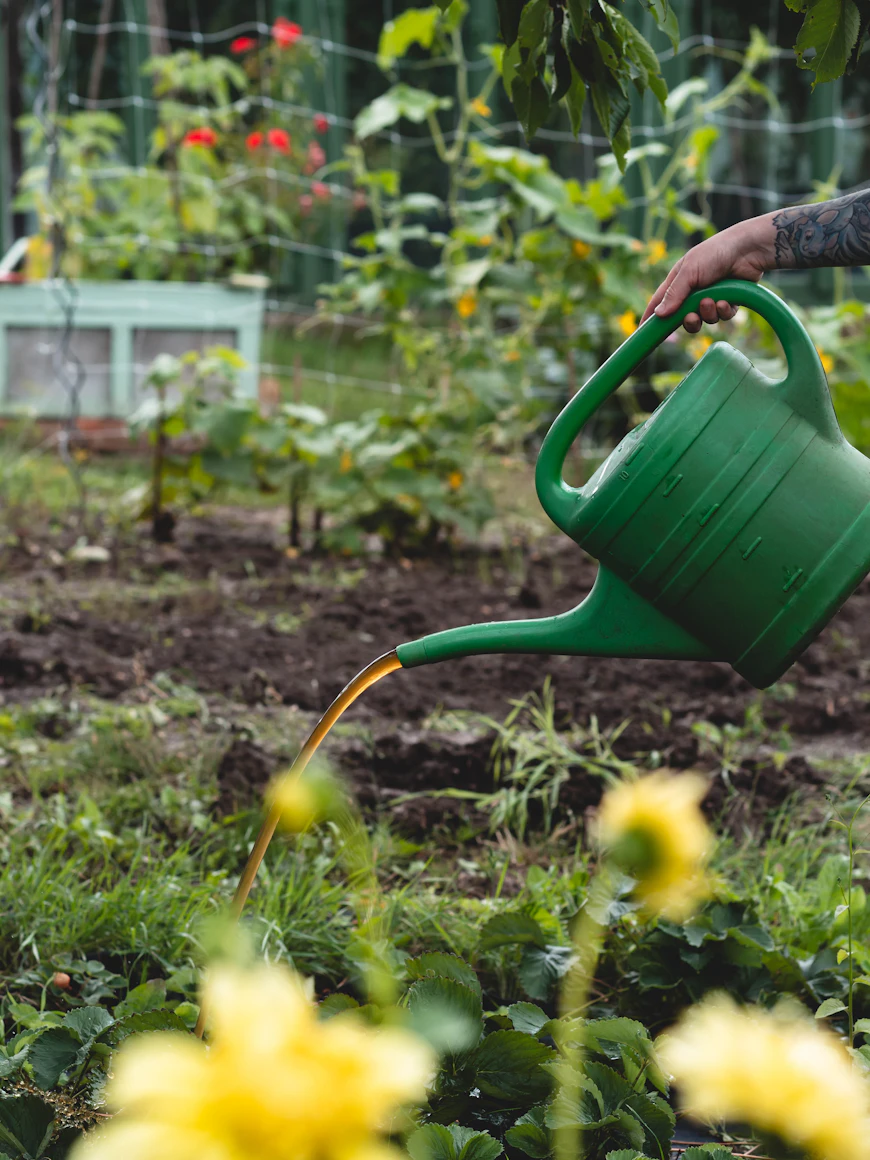 Homemade liquid fertilizer
    being poured into a plant pot
