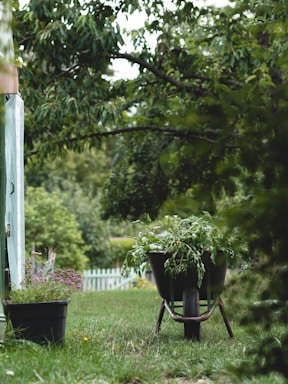 A wheelbarrow filled with freshly cut green plants is situated on a lush, grassy garden path. In the background, a white picket fence and dense greenery, including overhanging tree branches, create a serene outdoor setting. A black pot with flowering plants adds a touch of color to the left side.