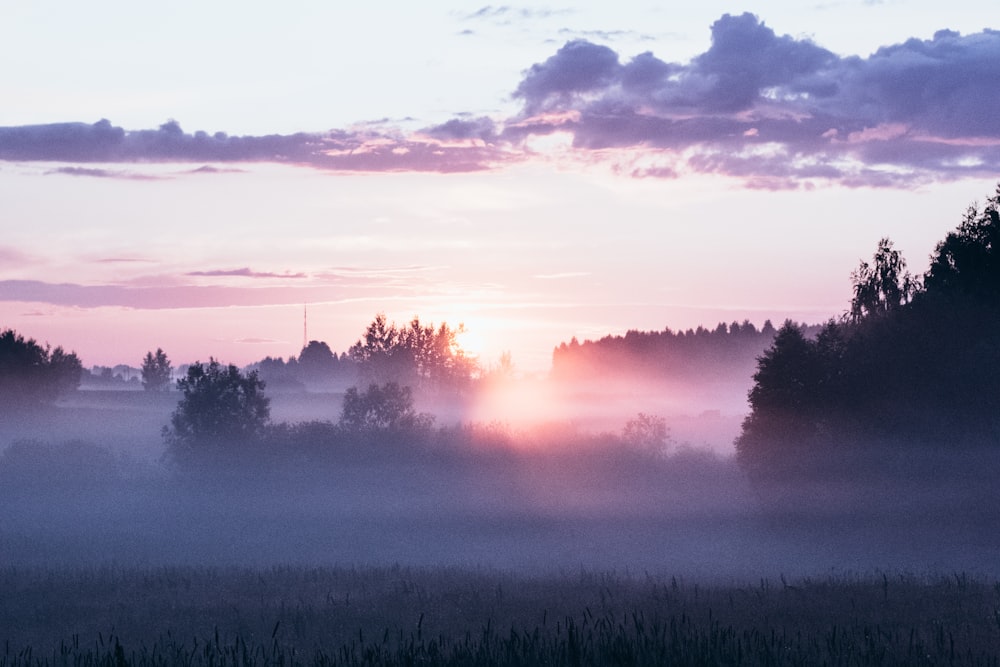 a foggy field with trees in the distance