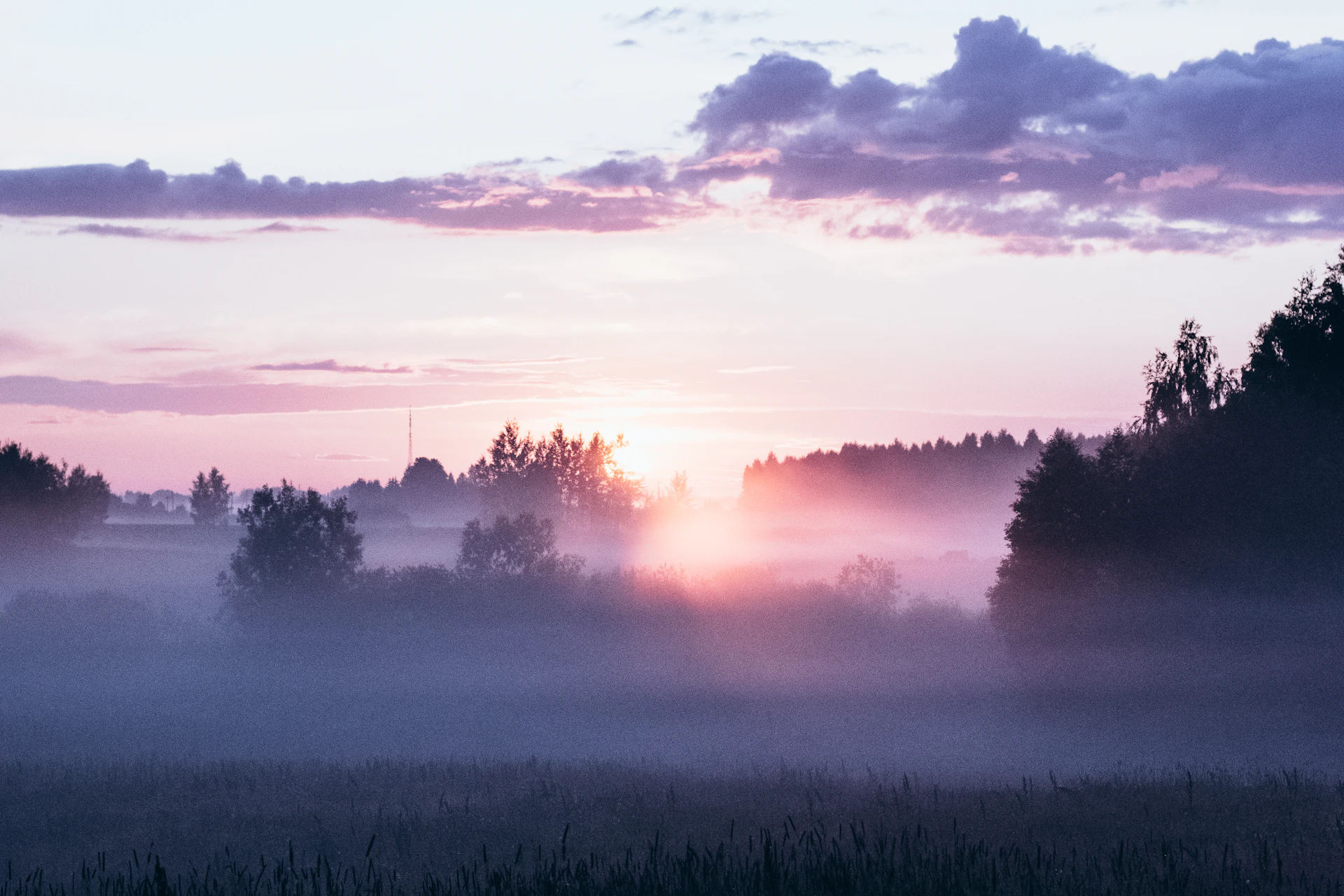 a foggy field with trees in the distance