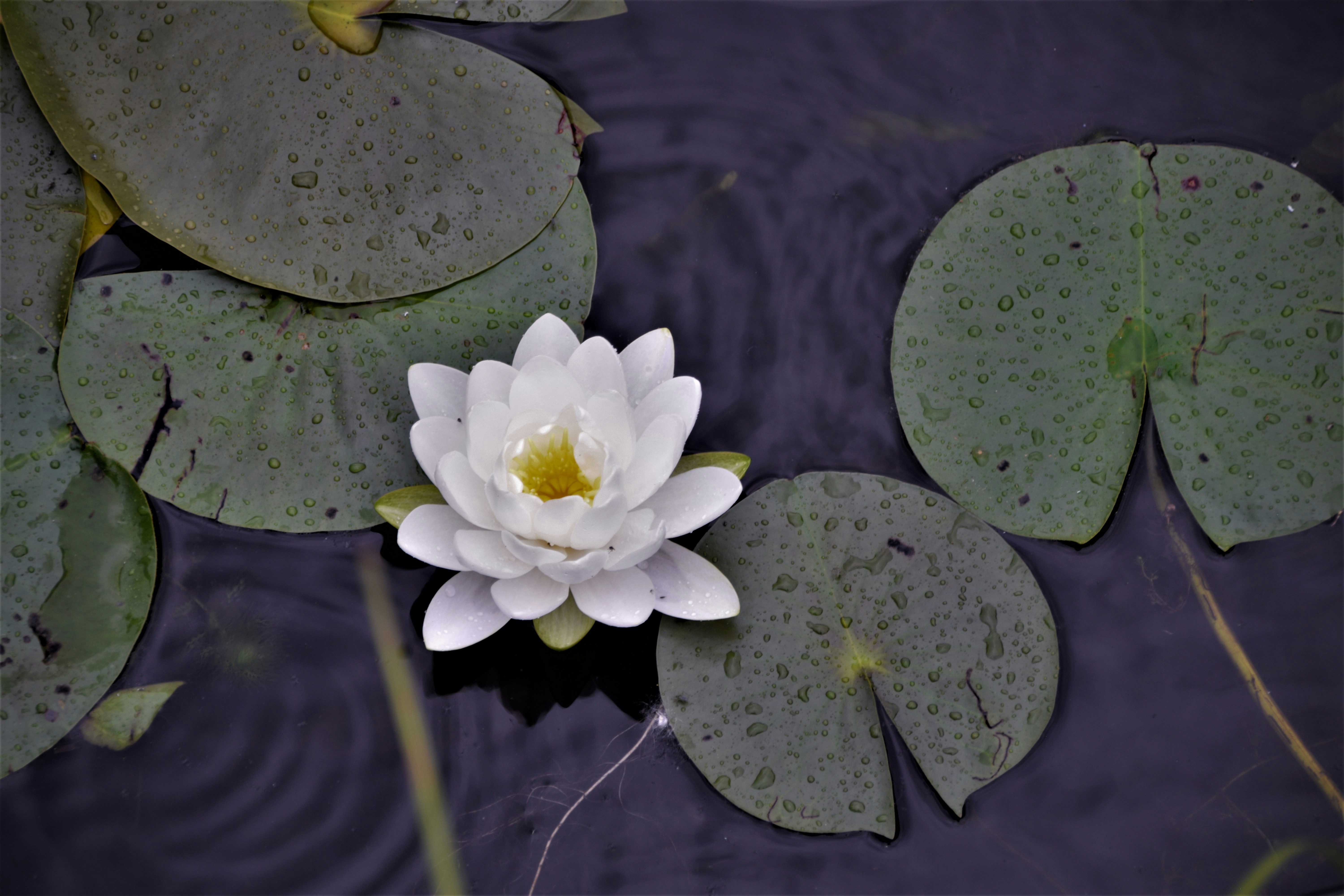 a white water lily floating on top of a pond